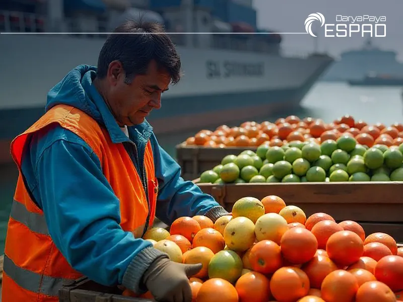 Types of Cargo in Maritime Transport